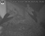 Capi_Dubne_20250606_013502.jpg