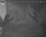 Capi_Dubne_20250606_014002.jpg