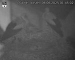 Capi_Dubne_20250606_014502.jpg
