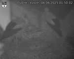 Capi_Dubne_20250606_015002.jpg
