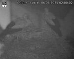 Capi_Dubne_20250606_020002.jpg