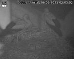 Capi_Dubne_20250606_020502.jpg