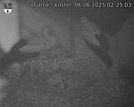 Capi_Dubne_20250606_022503.jpg