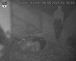 Capi_Dubne_20250606_023002.jpg