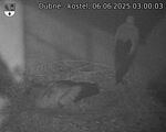 Capi_Dubne_20250606_030003.jpg