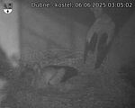 Capi_Dubne_20250606_030502.jpg