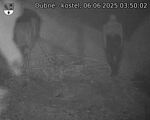 Capi_Dubne_20250606_035002.jpg