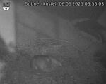 Capi_Dubne_20250606_035503.jpg