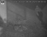 Capi_Dubne_20250606_040502.jpg