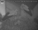 Capi_Dubne_20250606_041502.jpg