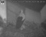 Capi_Dubne_20250606_042003.jpg