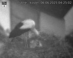 Capi_Dubne_20250606_042502.jpg