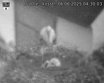 Capi_Dubne_20250606_043003.jpg