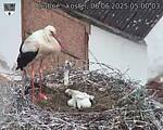 Capi_Dubne_20250606_050003.jpg