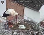 Capi_Dubne_20250606_050503.jpg