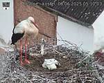 Capi_Dubne_20250606_051003.jpg
