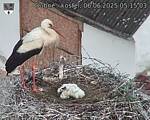 Capi_Dubne_20250606_051503.jpg
