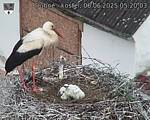 Capi_Dubne_20250606_052003.jpg