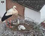 Capi_Dubne_20250606_052503.jpg