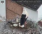 Capi_Dubne_20250606_053003.jpg