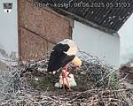Capi_Dubne_20250606_053503.jpg