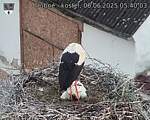 Capi_Dubne_20250606_054003.jpg