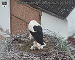 Capi_Dubne_20250606_054503.jpg