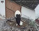 Capi_Dubne_20250606_055003.jpg