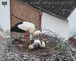 Capi_Dubne_20250606_055503.jpg