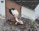 Capi_Dubne_20250606_060002.jpg