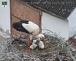Capi_Dubne_20250606_060503.jpg