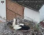 Capi_Dubne_20250606_061003.jpg
