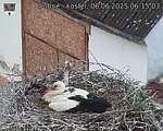 Capi_Dubne_20250606_061503.jpg