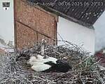Capi_Dubne_20250606_062003.jpg