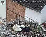 Capi_Dubne_20250606_062503.jpg