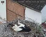 Capi_Dubne_20250606_063003.jpg