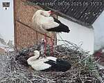 Capi_Dubne_20250606_063503.jpg