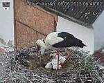 Capi_Dubne_20250606_064002.jpg