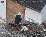 Capi_Dubne_20250606_064503.jpg