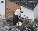 Capi_Dubne_20250606_065004.jpg