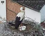 Capi_Dubne_20250606_070004.jpg