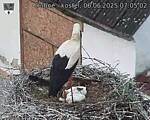 Capi_Dubne_20250606_070502.jpg