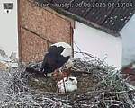Capi_Dubne_20250606_071004.jpg