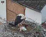 Capi_Dubne_20250606_071503.jpg