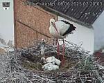 Capi_Dubne_20250606_072003.jpg