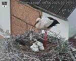 Capi_Dubne_20250606_072503.jpg