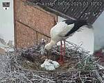 Capi_Dubne_20250606_073002.jpg