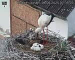 Capi_Dubne_20250606_073503.jpg