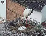 Capi_Dubne_20250606_074003.jpg