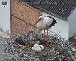 Capi_Dubne_20250606_074503.jpg